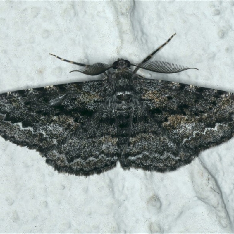 Male