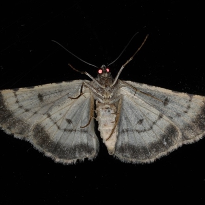 Female underside