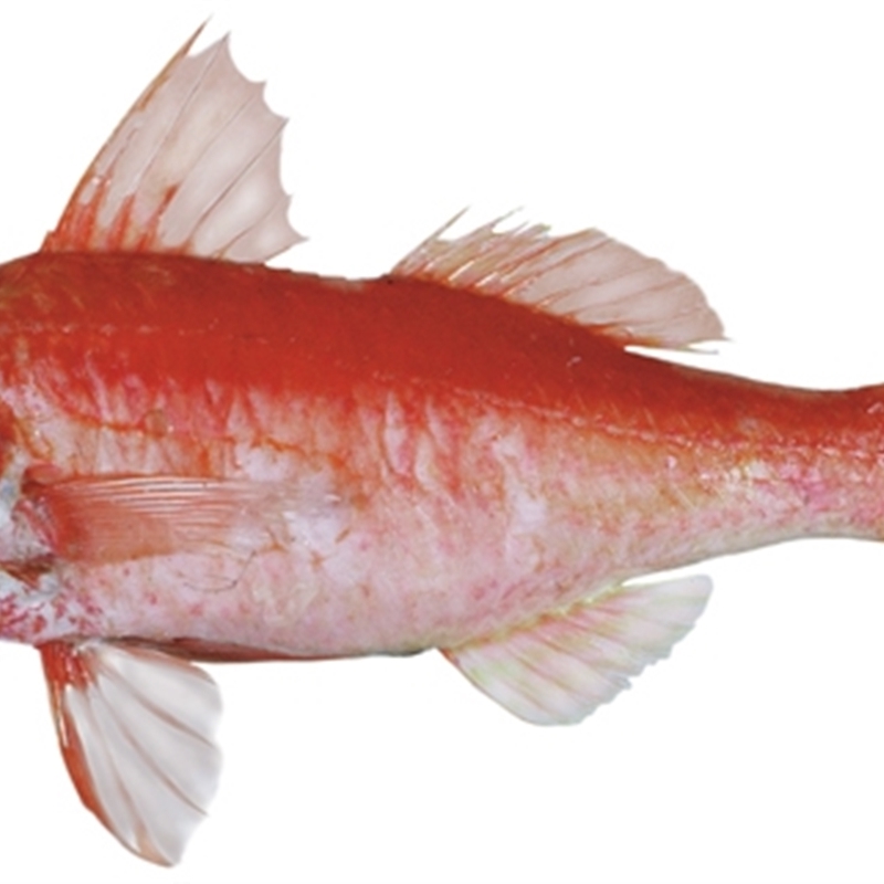 Upeneichthys lineatus