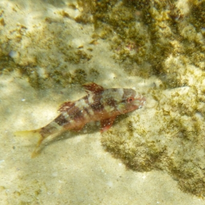 Upeneichthys vlamingii