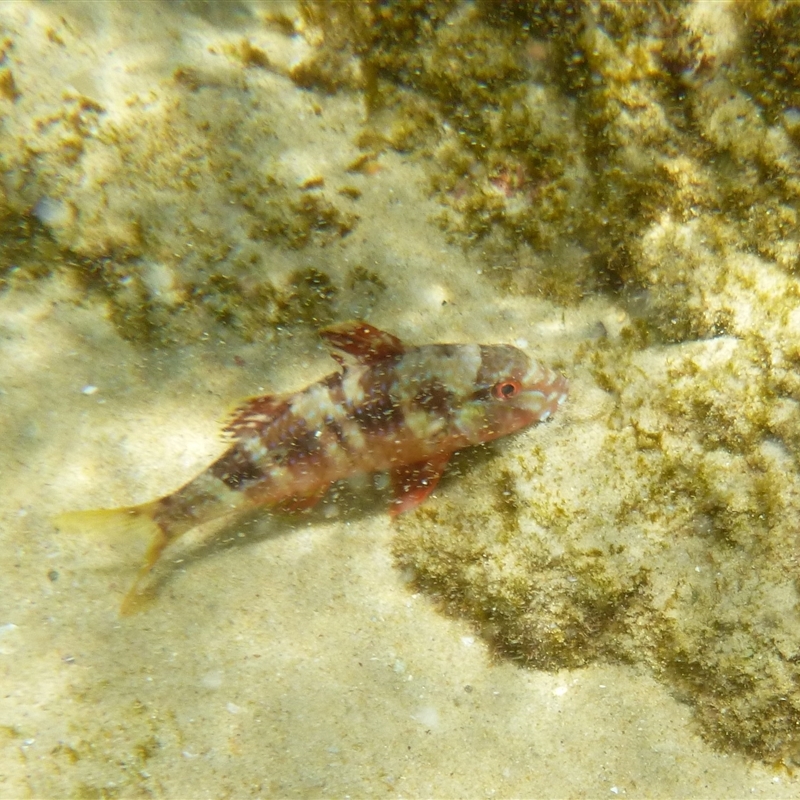 Upeneichthys vlamingii