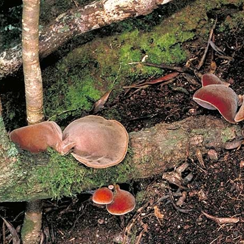 Auricularia auricula-judae