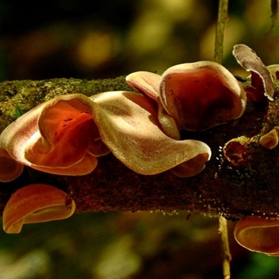 Auricularia cornea