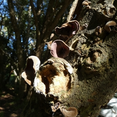 Auricularia cornea