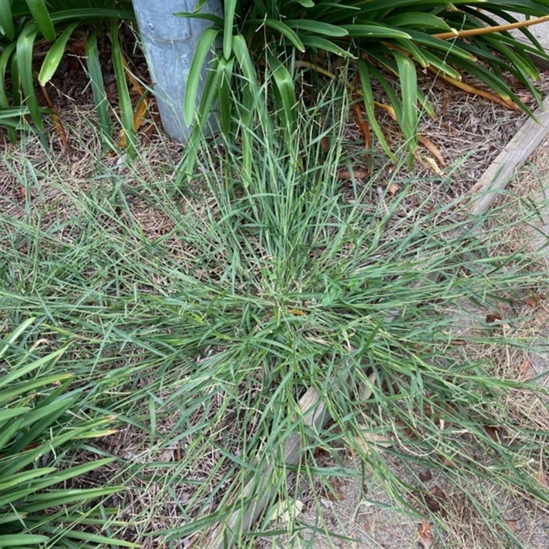 Urochloa piligera