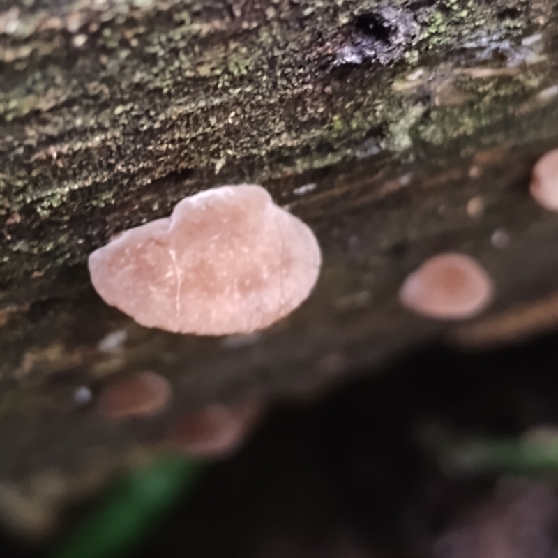 Auricularia delicata