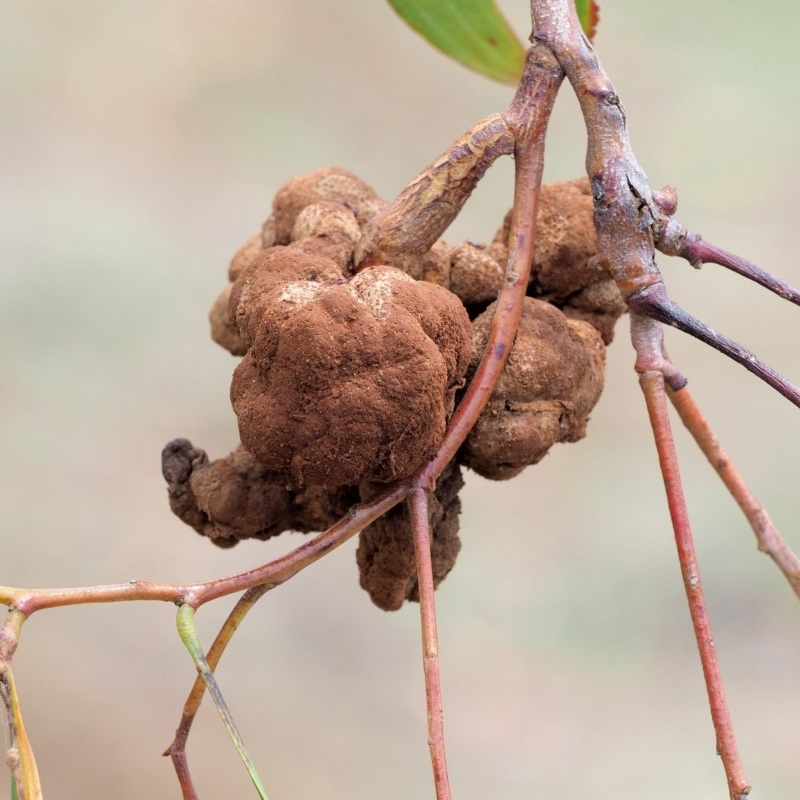 Uromycladium implexae