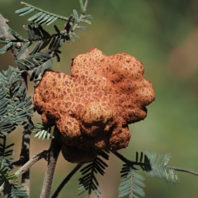 Uromycladium murphyi