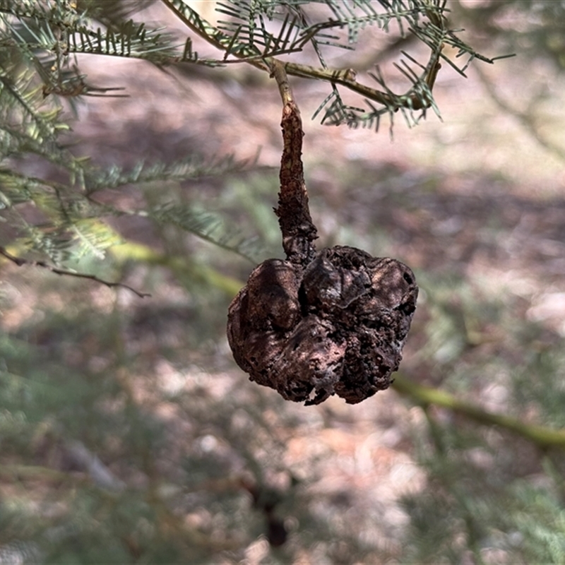 Uromycladium murphyi