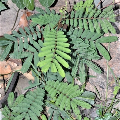 Acacia parvipinnula