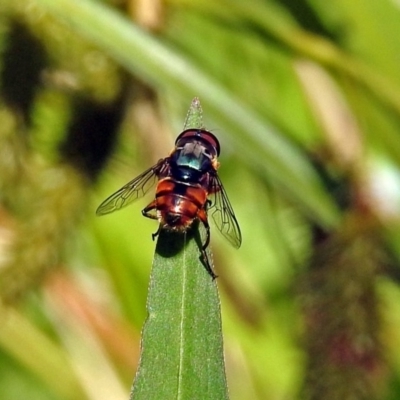 Hover fly (Syrphidae) species - Canberra & Southern Tablelands