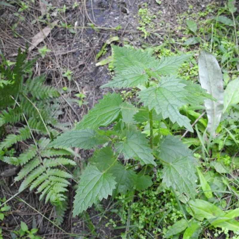 Urtica sp.