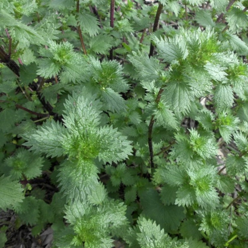 Urtica urens