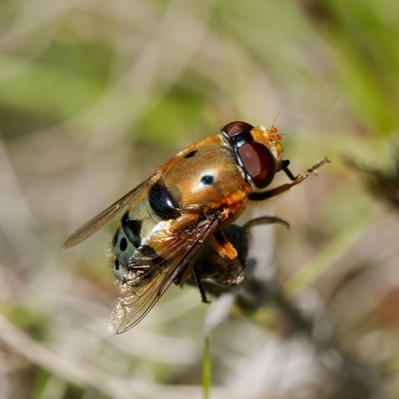 Austalis pulchella