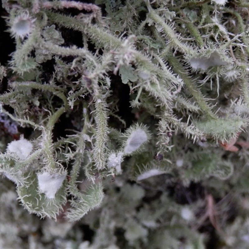 Usnea scabrida