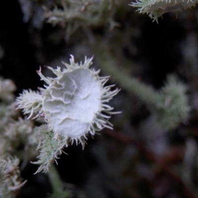 Usnea scabrida