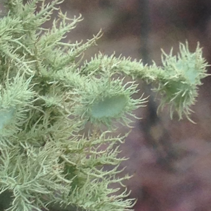 Usnea scabrida