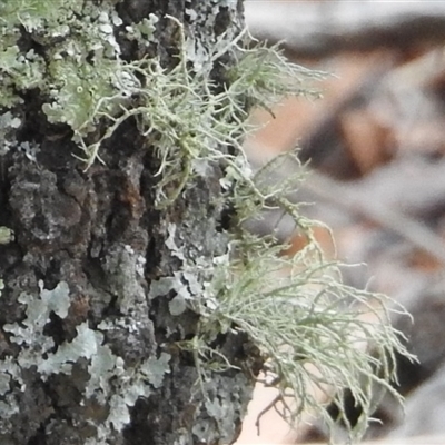 Usnea sp. (genus)