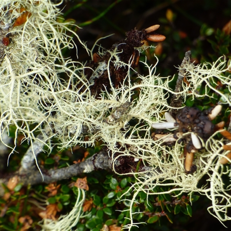 Usnea sp. (genus)