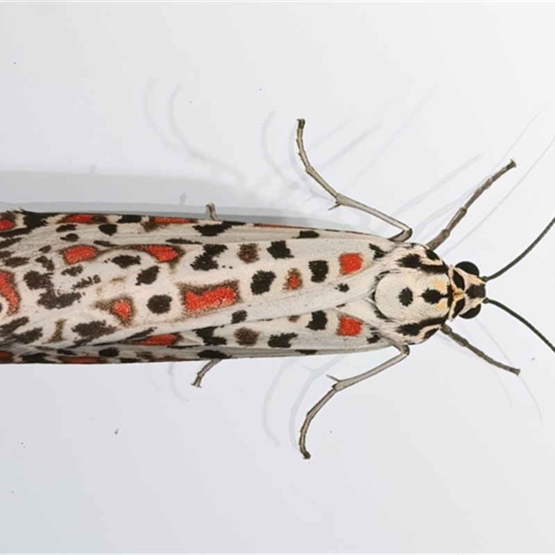 Utetheisa lotrix