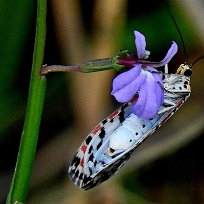 Utetheisa pulchelloides