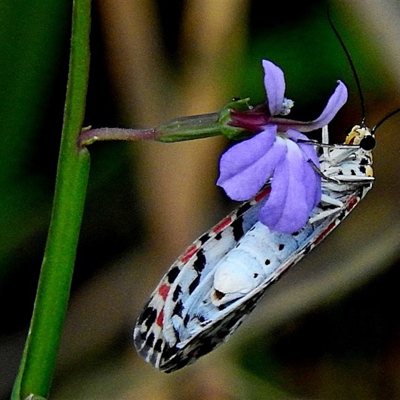 Utetheisa pulchelloides