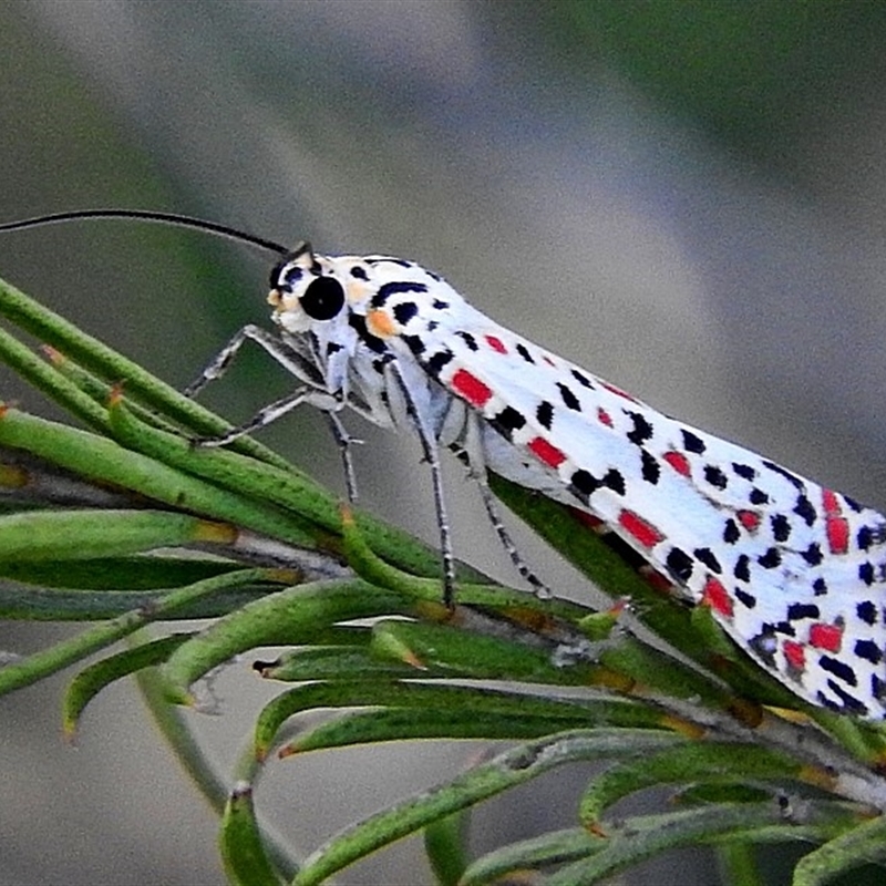 Utetheisa pulchelloides