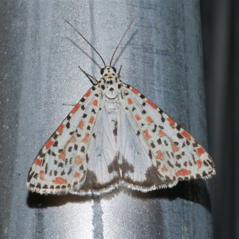 Shows 5 red spots on the trailing forewing edge clearly