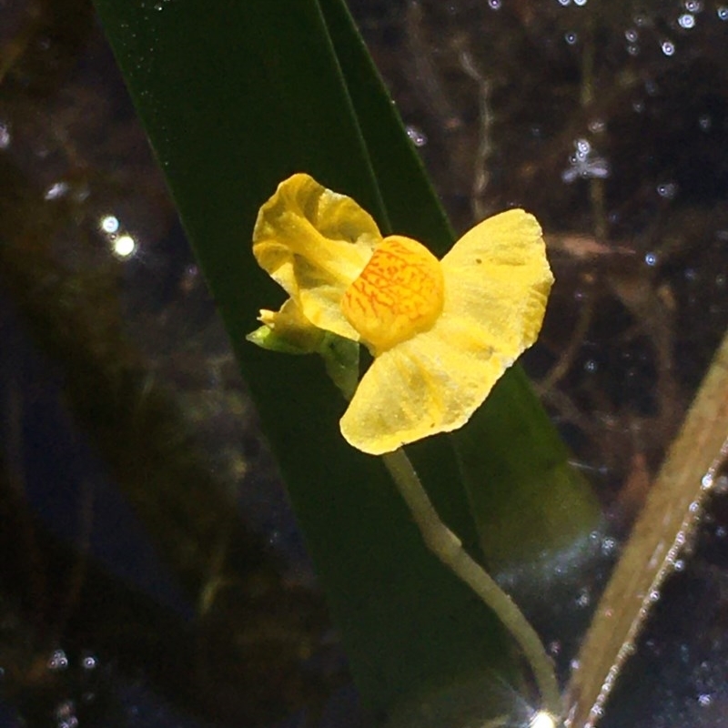 Utricularia australis