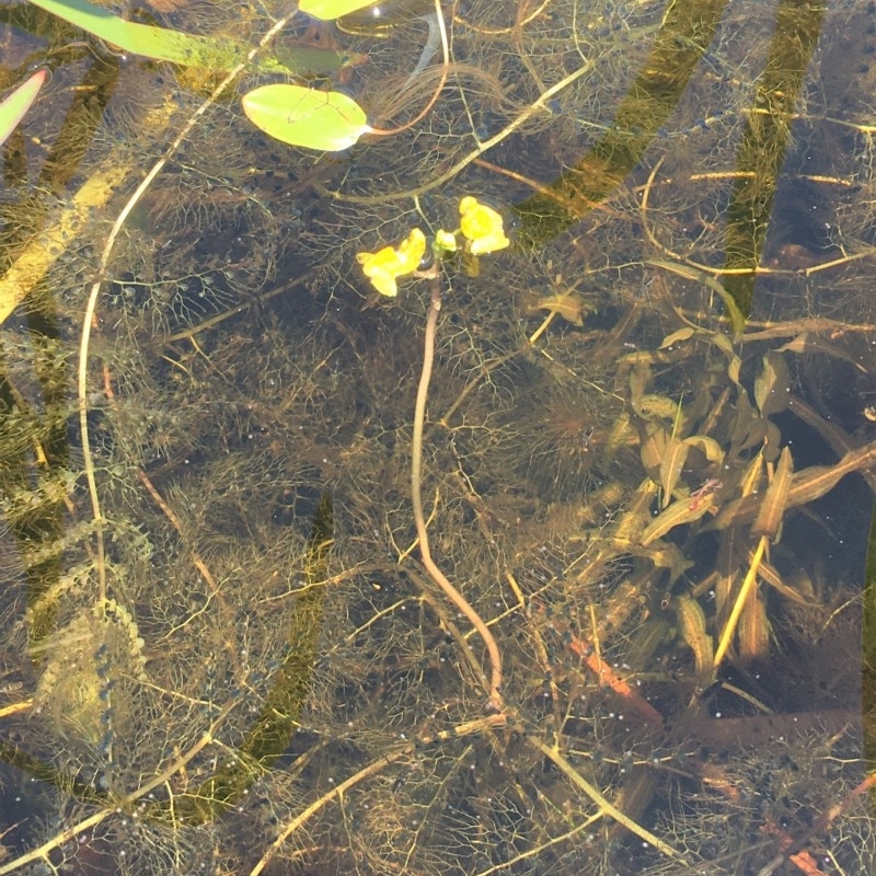 Utricularia australis