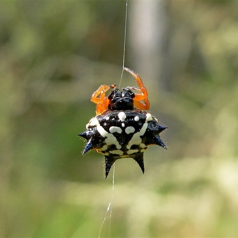 FEMALE