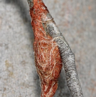 Austracantha minax
