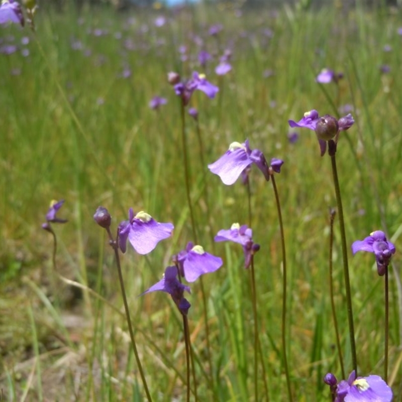 Utricularia dichotoma