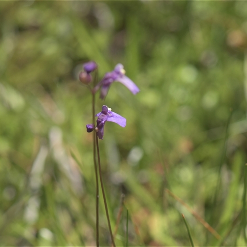 Utricularia dichotoma