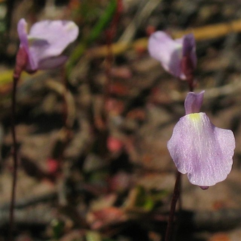 Utricularia lateriflora