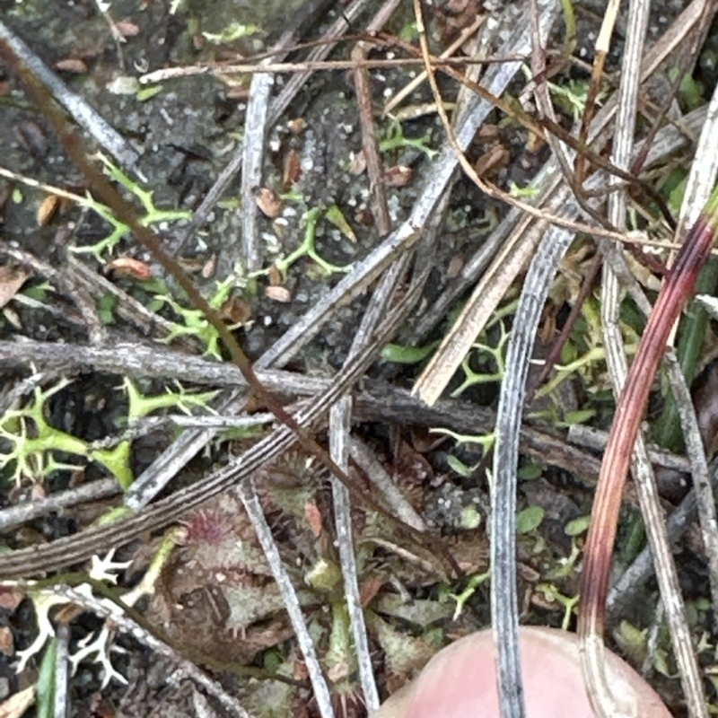 Utricularia lateriflora