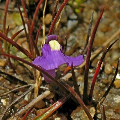 Utricularia monanthos