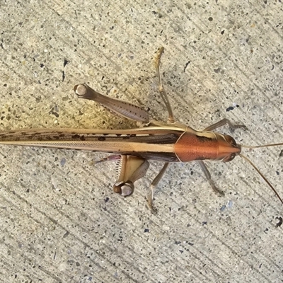 Austracris guttulosa