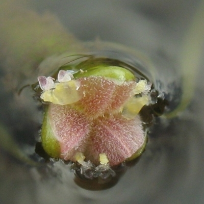 Vallisneria australis