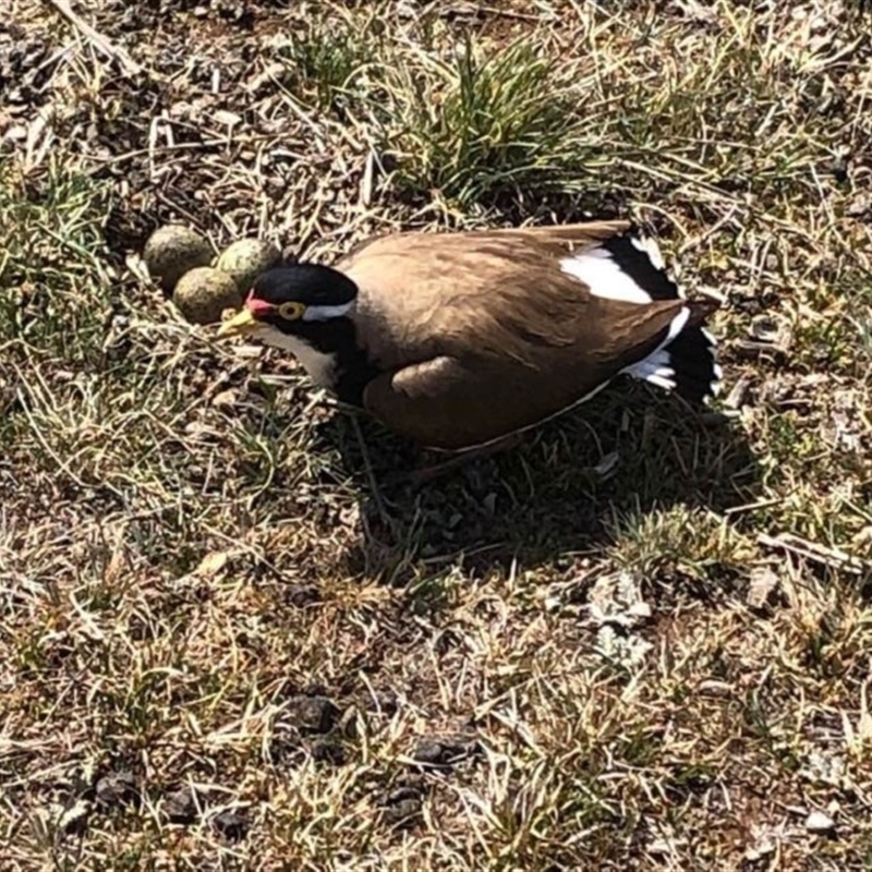 Vanellus tricolor