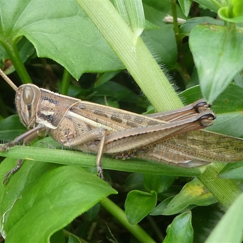 Austracris proxima