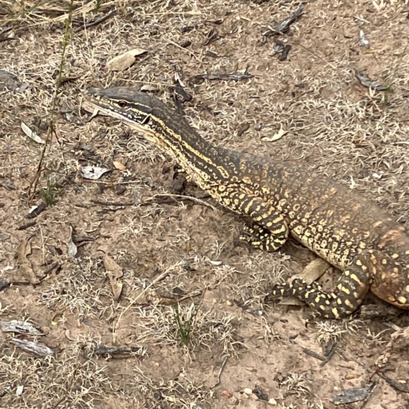 Varanus gouldii