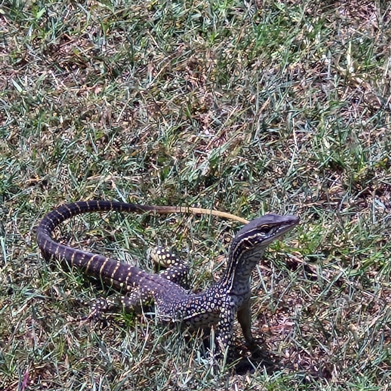 Varanus gouldii