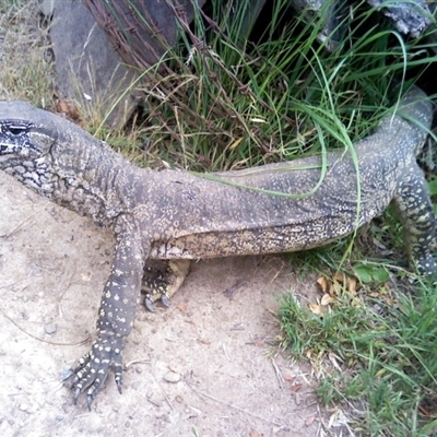 Varanus rosenbergi