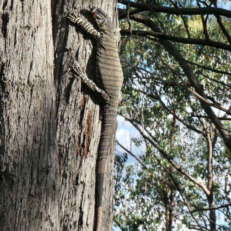 Varanus varius