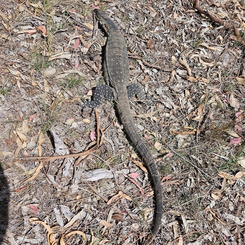 Varanus varius