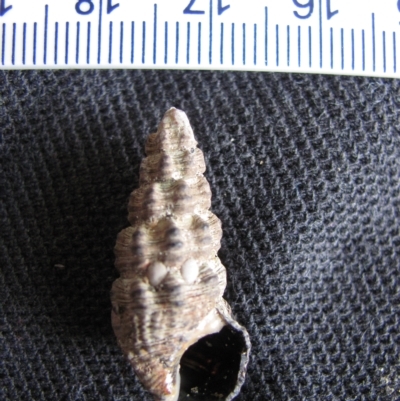 Velacumantus australis