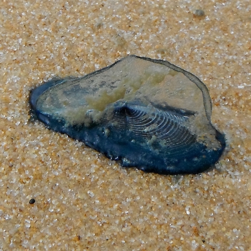 Velella velella