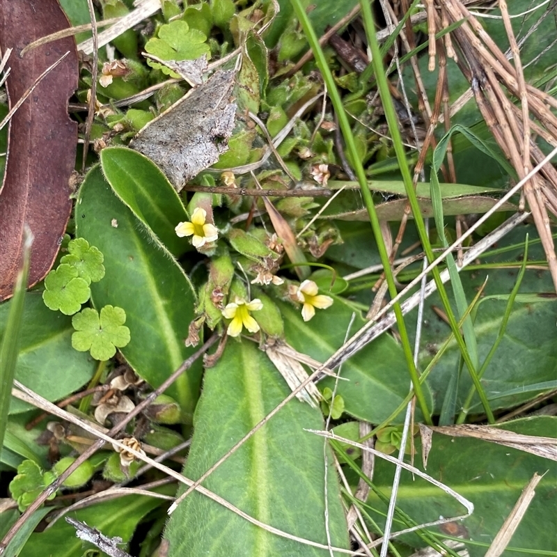 Goodenia montana