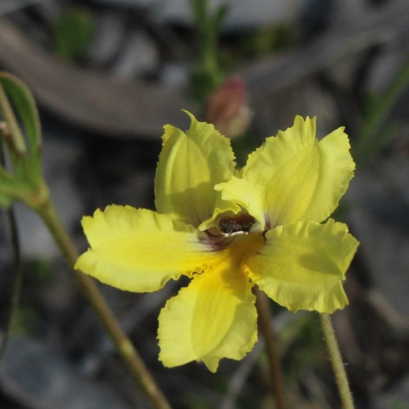 Goodenia paradoxa